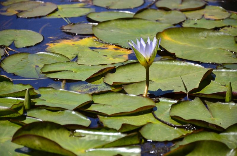 Atelier yoga & méditation Var