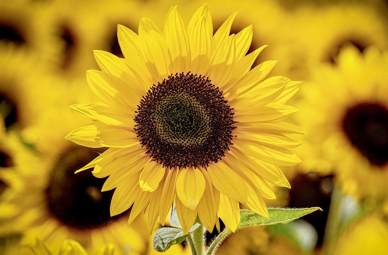 Tournesol : le yoga nous ouvre à l'été